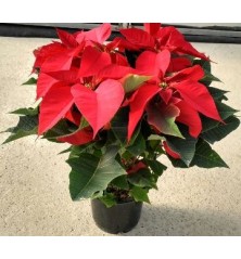 FLOR DE PASCUA MACETA 14CM OFERTA