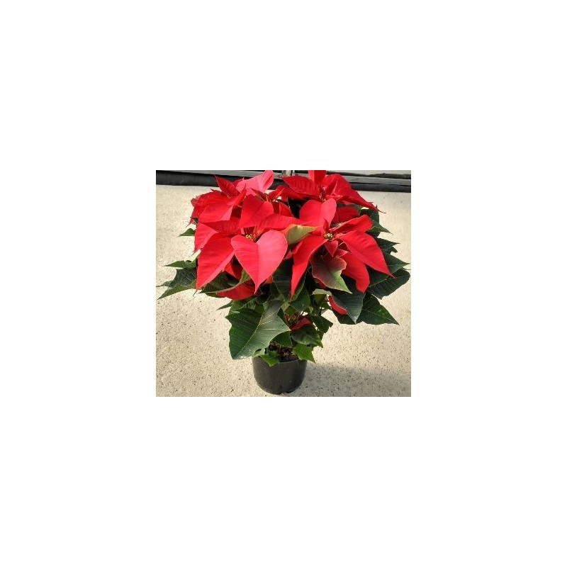 FLOR DE PASCUA MACETA 14CM OFERTA