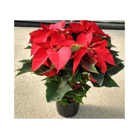 FLOR DE PASCUA MACETA 14CM OFERTA