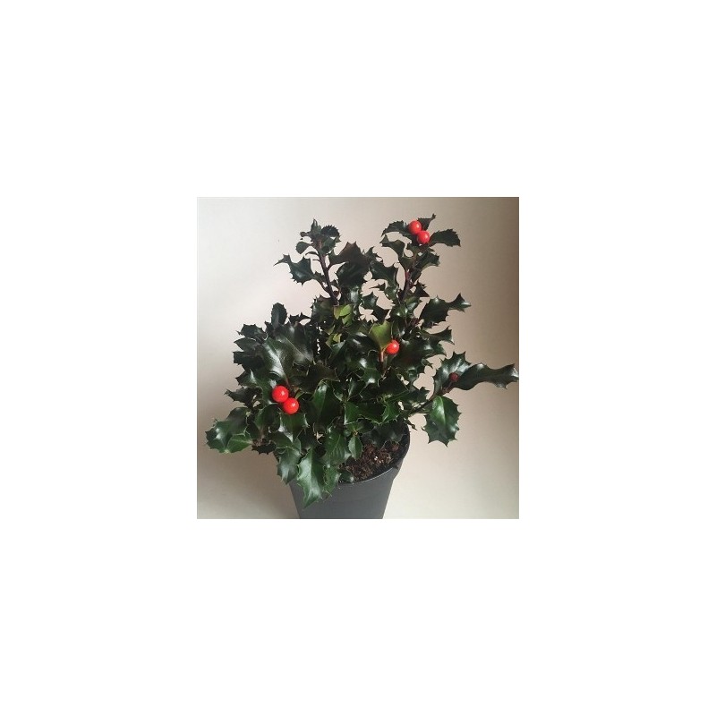 ACEBO AQUIF. ALASKA ALTO 25/35 Y MACETA 2,5L