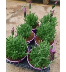 LAVANDA VARIEDADES MACETA 13CM