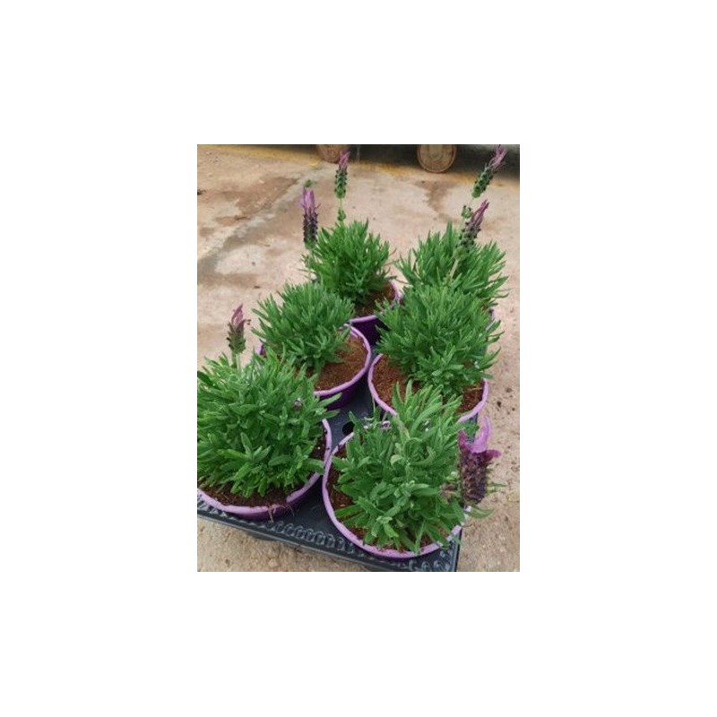 LAVANDA VARIEDADES MACETA 13CM