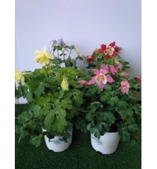 AQUILEGIA MACETA 15CM