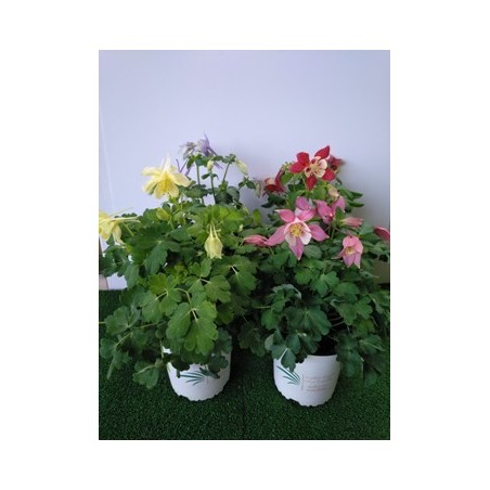 AQUILEGIA MACETA 15CM