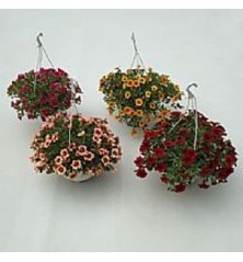 CALIBRACHOA TARRINA 15CM COLORES VARIADOS