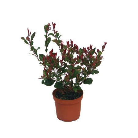PHOTINIA RED ROBIN ALTO 60/70 Y MACETA 5L