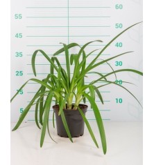 AGAPANTHUS AFRICANUS ALTO 20/30CM Y MACETA 2L
