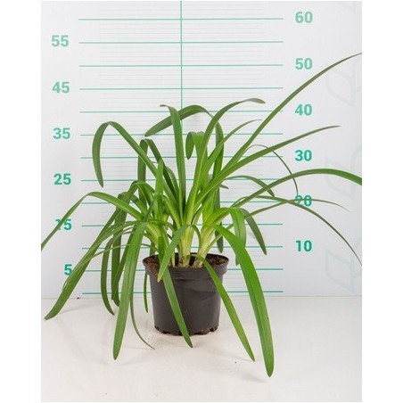AGAPANTHUS AFRICANUS ALTO 20/30CM Y MACETA 2L