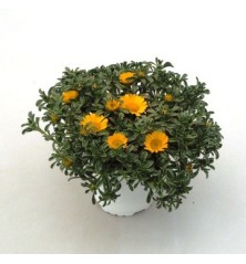 ASTERISCUS MARITIMUS MACETA 12CM