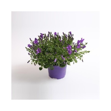 CAMPANULA PORT. PORTO PURPLE/BLUE MACETA 11CM