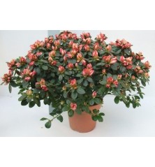 AZALEA JAPONICA ALTO 20/30CM Y MACETA 15CM
