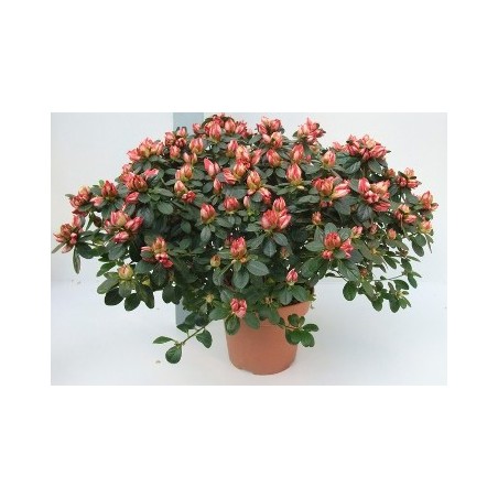 AZALEA JAPONICA ALTO 20/30CM Y MACETA 15CM
