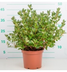 AZALEA JAPONICA ALTO 25/35CM Y MACETA 3 L