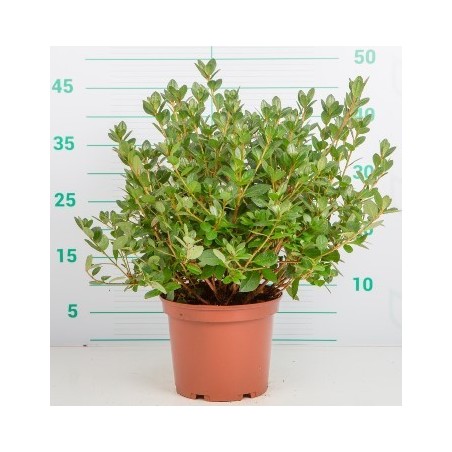 AZALEA JAPONICA ALTO 25/35CM Y MACETA 3 L