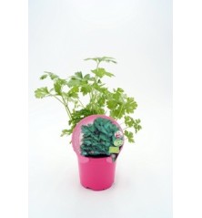 PEREJIL PRODUCTO NARUTAL MACETA 10,5CM