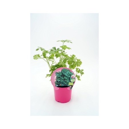 PEREJIL PRODUCTO NARUTAL MACETA 10,5CM