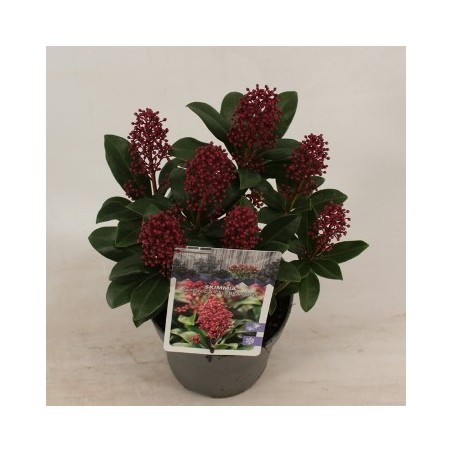 SKIMMIA JAPONICA ALTURA 20CM Y MACETA 13CM
