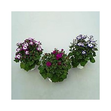 SENETTI PERICALLIS M15