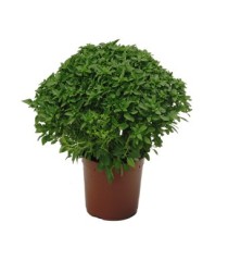 ALBAHACA HOJA PEQUEÑA MACETA 12CM