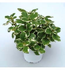 INCIENSO MACETA COLGADOR  13CM