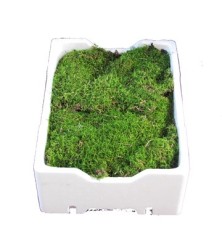 MUSGO EN CAJA 2.5KG APROX.