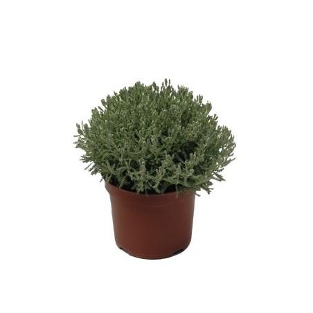 SANTOLINA MACETA 18CM