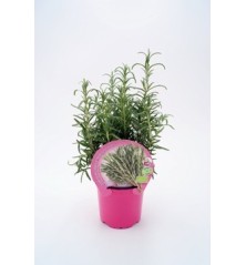 ROMERO PRODUCTO NATURAL MACETA 10,5CM