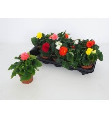 BEGONIA TUBEROSA MACETA 10,5CM