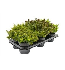 HEBE MIX MACETA 2,5L