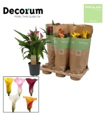 LAVANDA DENTATA MACETA 17CM