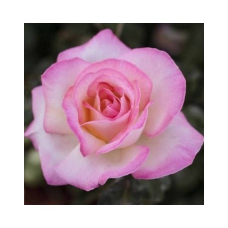 ROSAL PERFUMADO PRINCESA ROSA MACETA 17CM