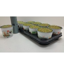 HIERBA GATOS MACETA 12CM