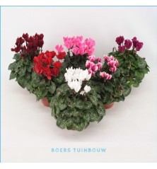 CYCLAMEN FANTASIA VARIADO MACETA 10,5CM