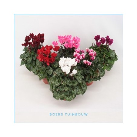CYCLAMEN FANTASIA VARIADO MACETA 10,5CM