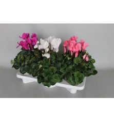 CYCLAMEN EXTRA MACETA 15CM