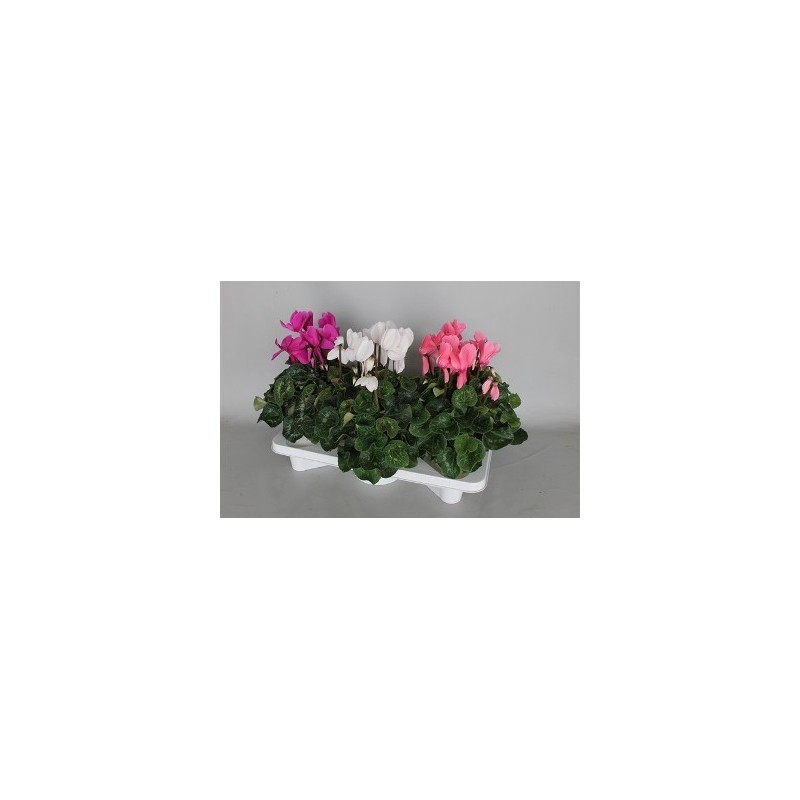 CYCLAMEN EXTRA MACETA 15CM