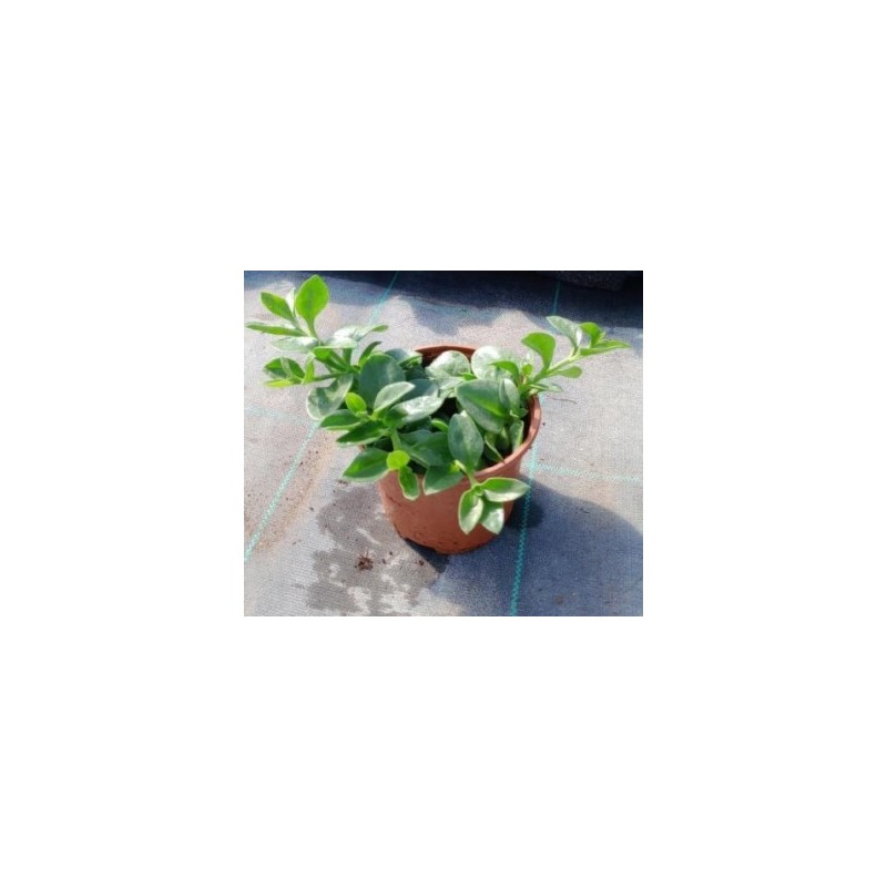 APTENIA MACETA 11CM