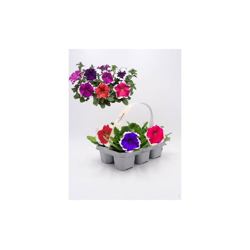 PETUNIA PACK DE 6 UDS VARIOS COLORES