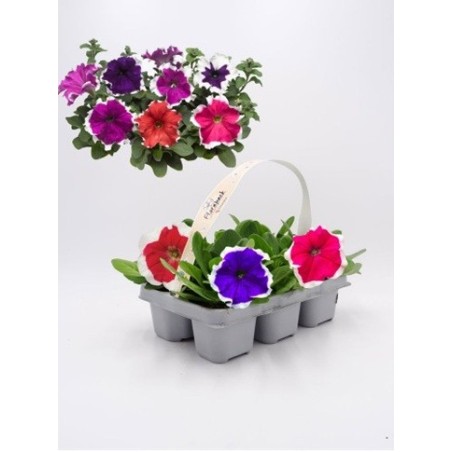 PETUNIA PACK DE 6 UDS VARIOS COLORES