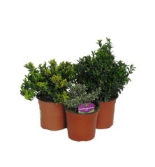 EVONIMO JAPONICA PULCHELLUS VERDE C2,5L