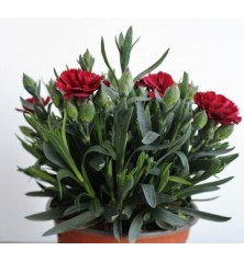 CLAVEL CARYOPHYLLUS MACETA 13CM