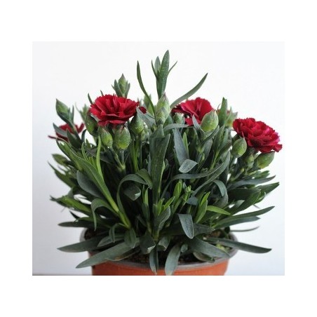 CLAVEL CARYOPHYLLUS MACETA 13CM