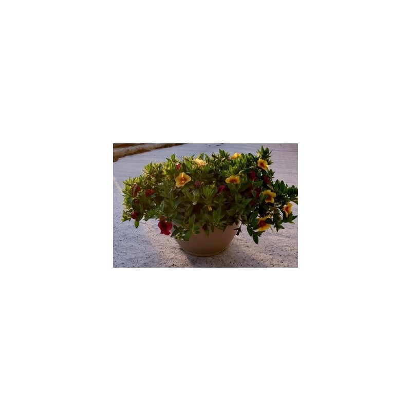 COMPOSICION CALIBRACHOA TARRINA 3,6L