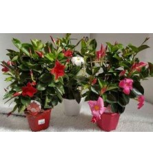 DIPLADENIA ESPALDERA MACETA 14CM