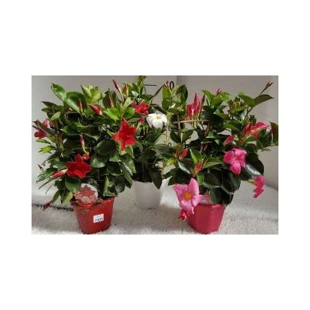 DIPLADENIA ESPALDERA MACETA 14CM