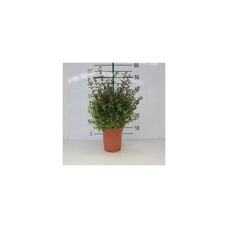 ABELIA POSTRATA MACETA 2L