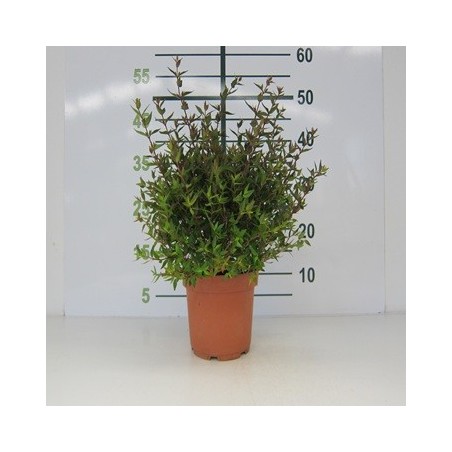 ABELIA POSTRATA MACETA 2L