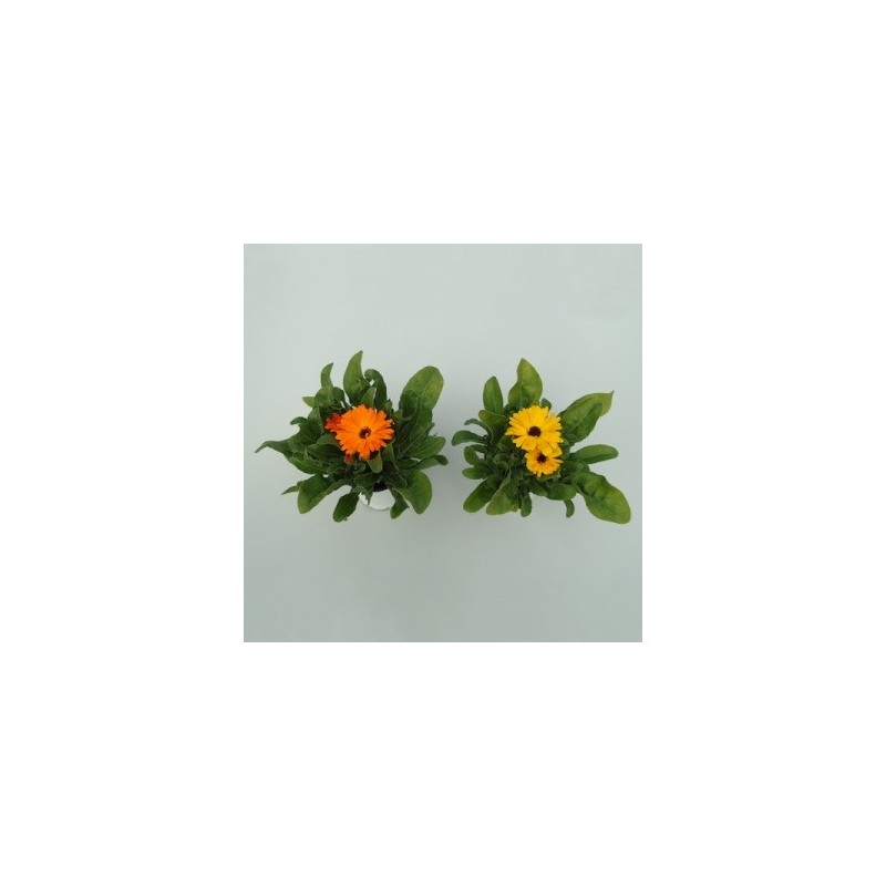 CALENDULA MACETA 11CM