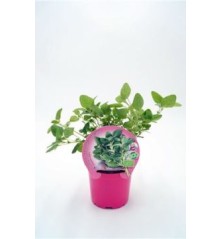 OREGANO PRODUCTO NATURAL MACETA 10,5CM