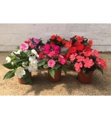 ALEGRIA NUEVA GUINEA MACETA 13CM